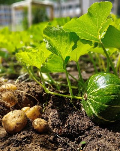 Update uit onze moestuin