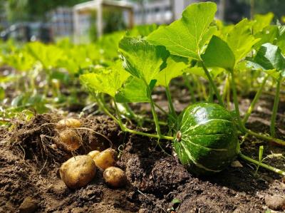 Update uit onze moestuin